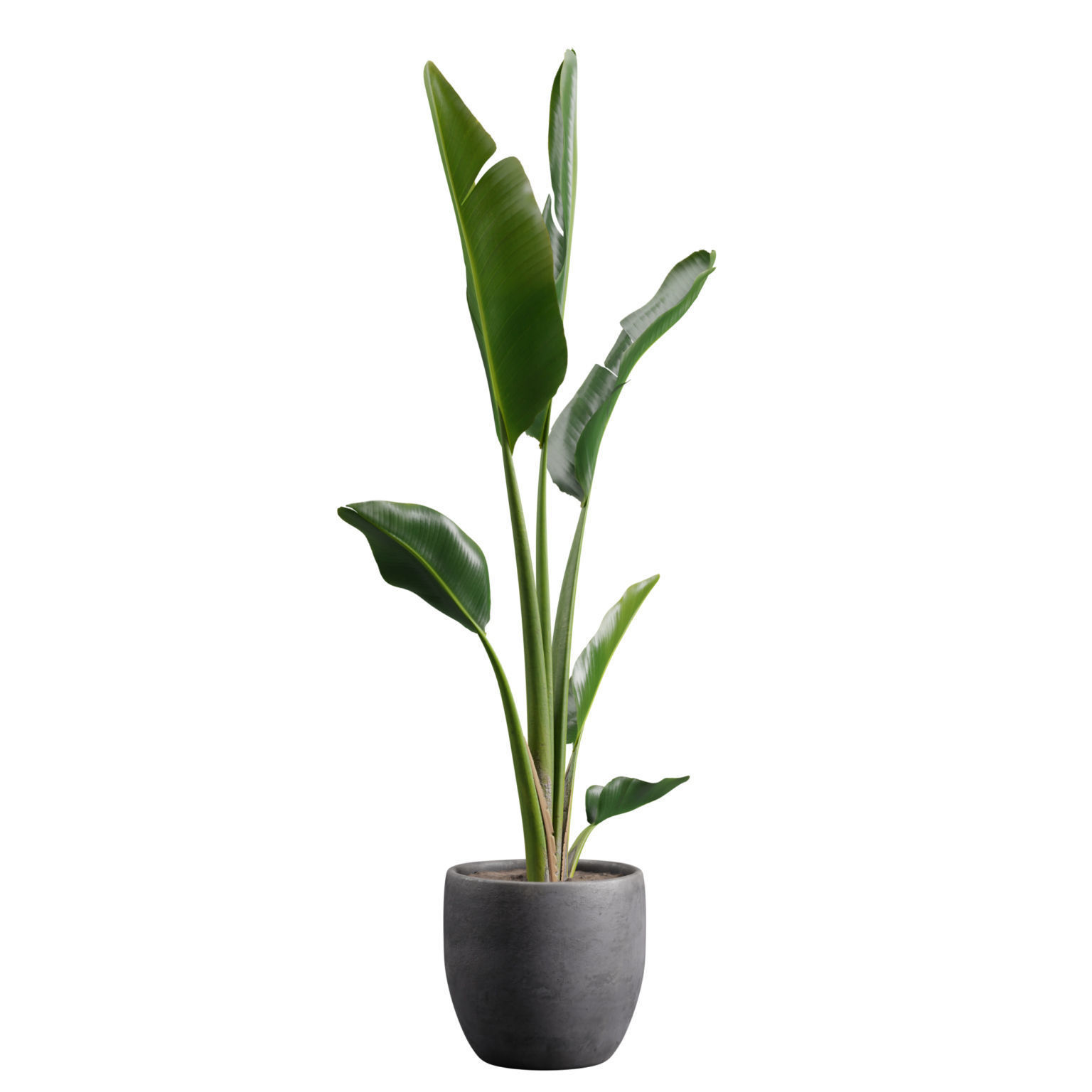 Potted Strelitzia Nicolai  3D model_8