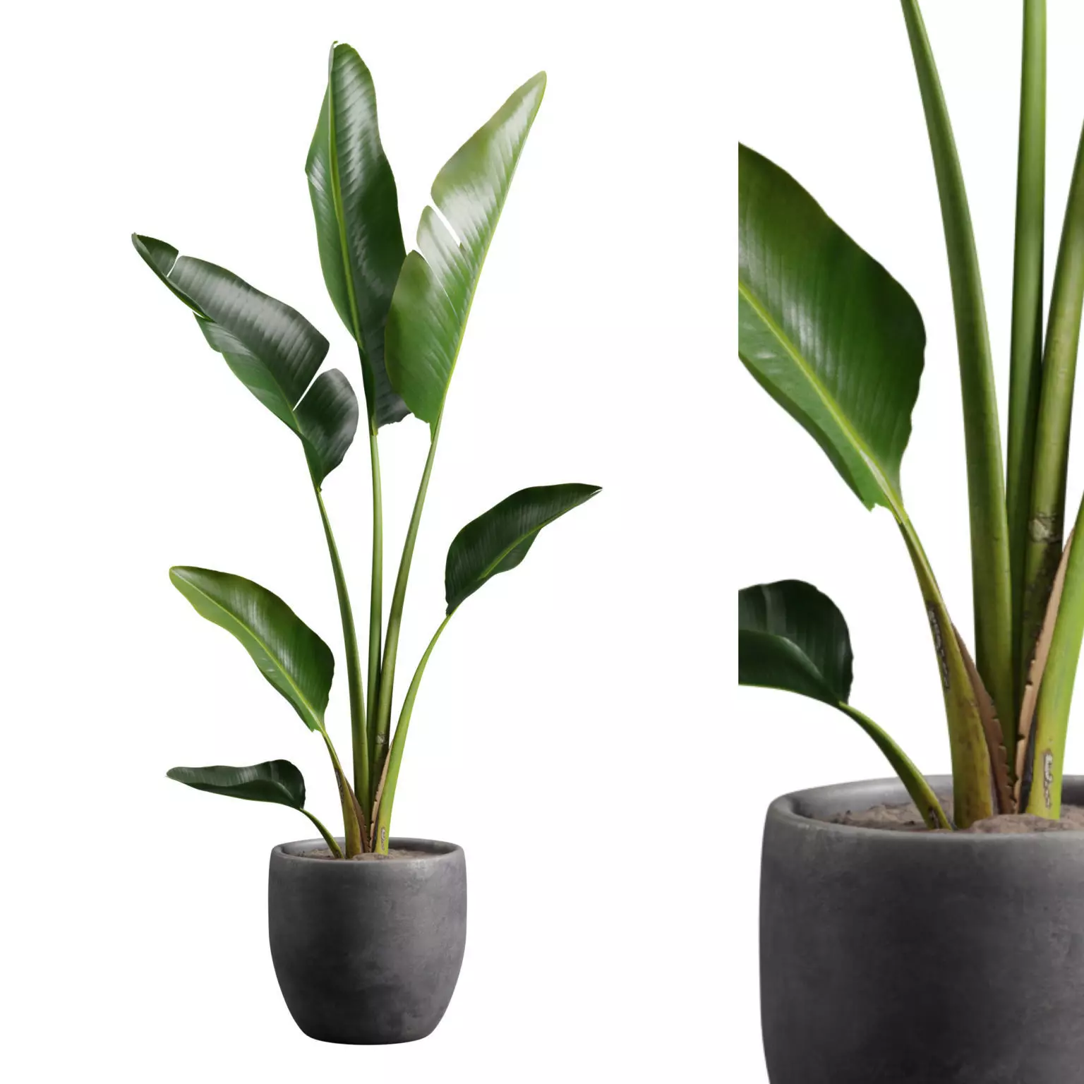 Potted Strelitzia Nicolai  3D model_0