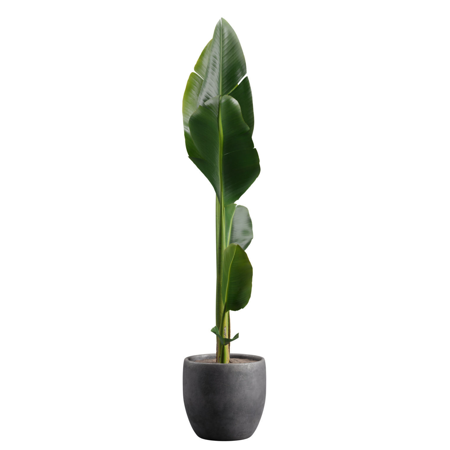 Potted Strelitzia Nicolai  3D model_4