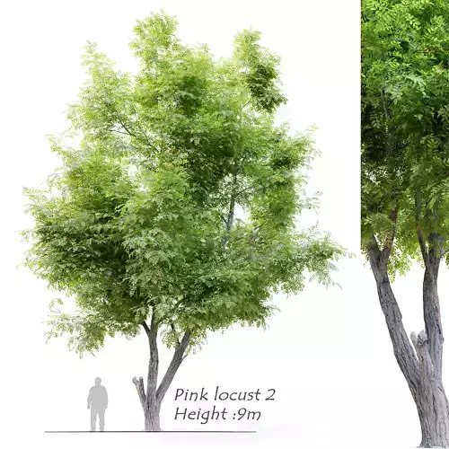 Robinia ambigua decaisneana 2 3D model