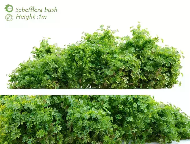 Schefflera bush 3D model