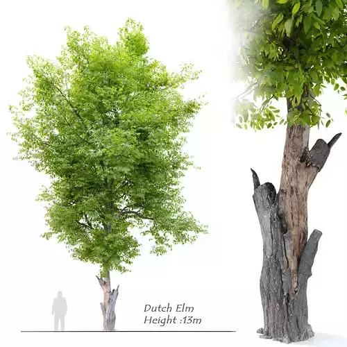 Dutch Elm 3D model