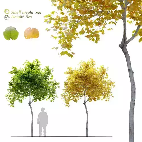 Small maple tree 3D model