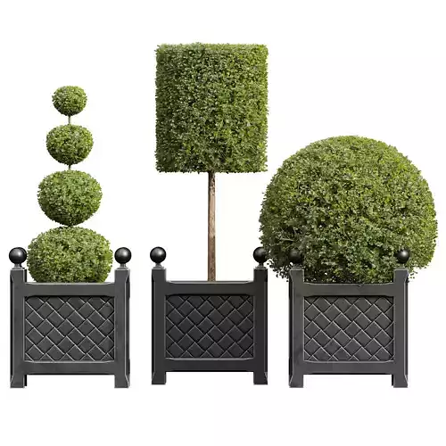 New Plant Ficus Concinna Bonsai Pruned09 3D model