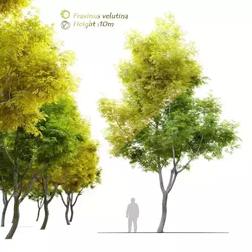 Fraxinus velutina