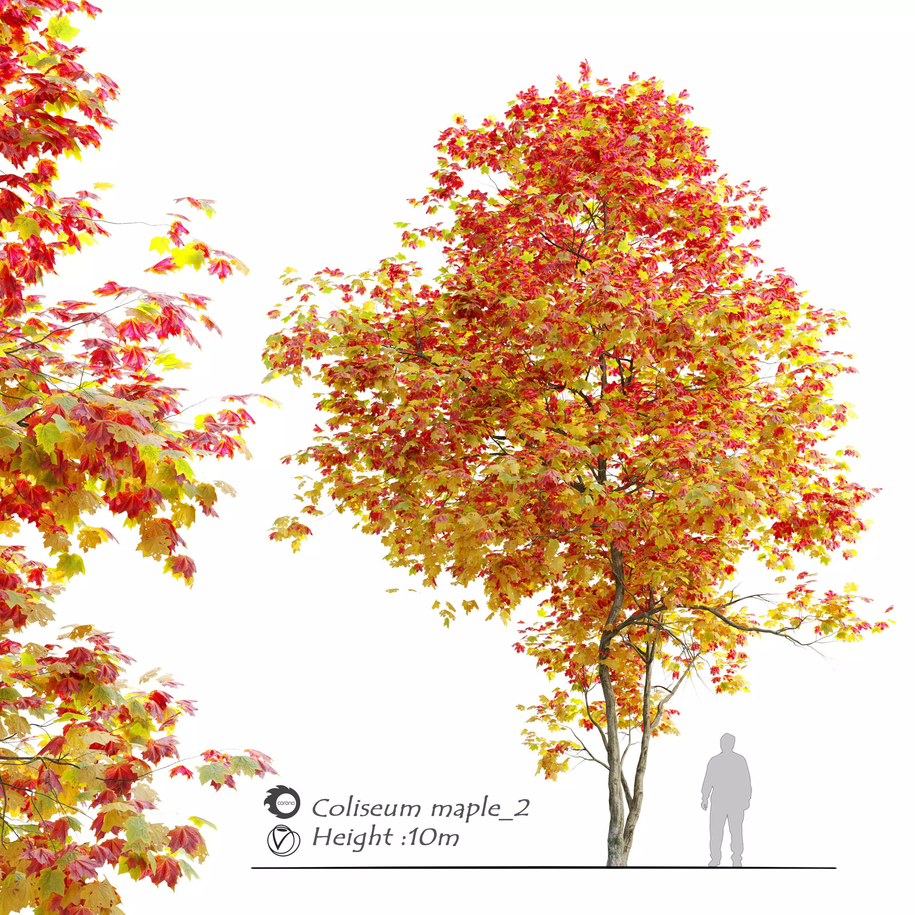 Autumn Acer cappadocicum 3D model_0