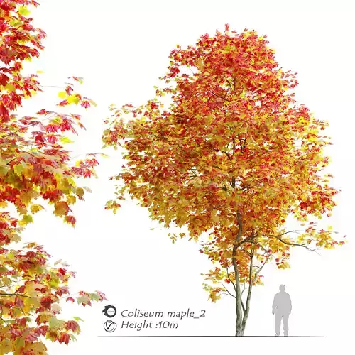 Autumn Acer cappadocicum 3D model