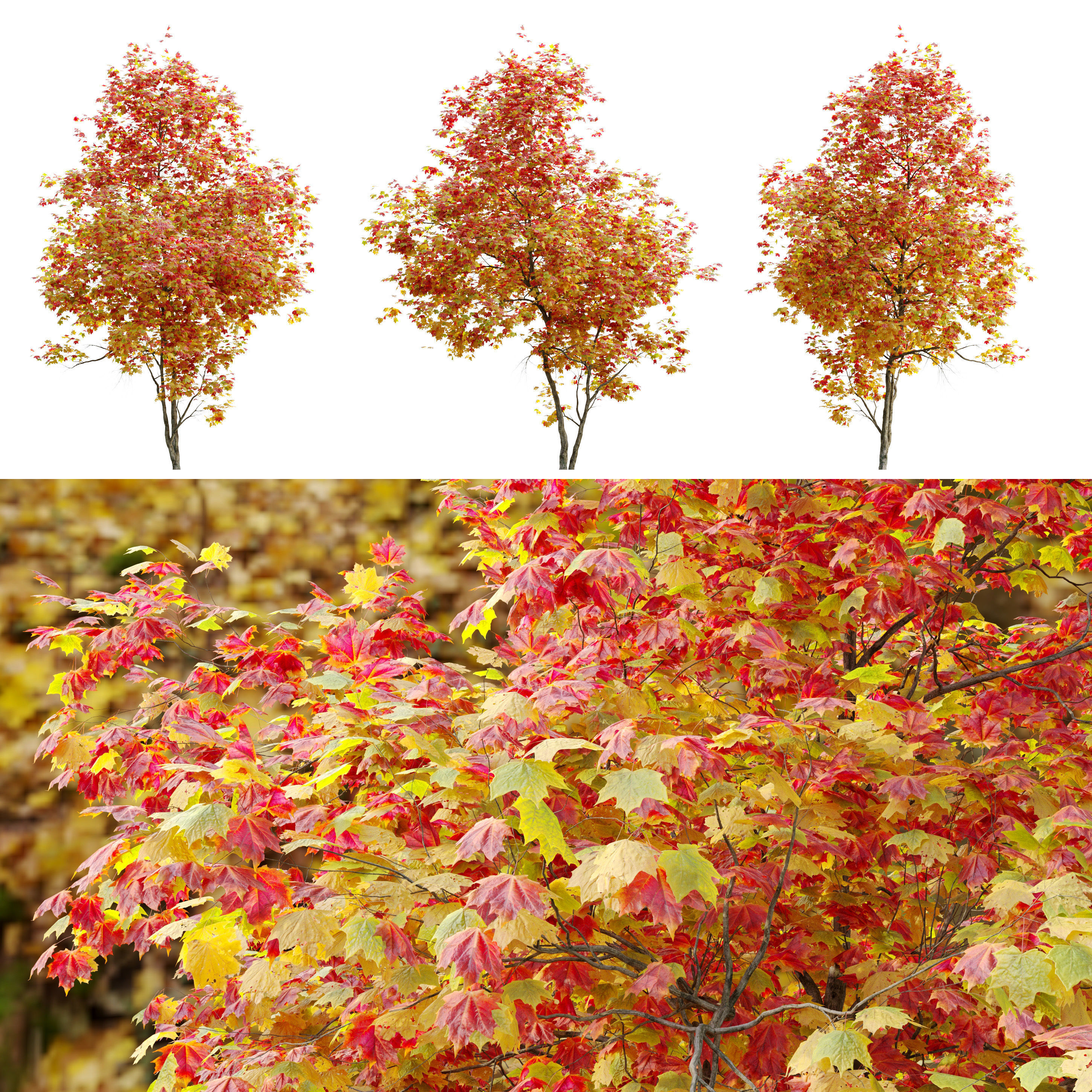 Autumn Acer cappadocicum 3D model_1