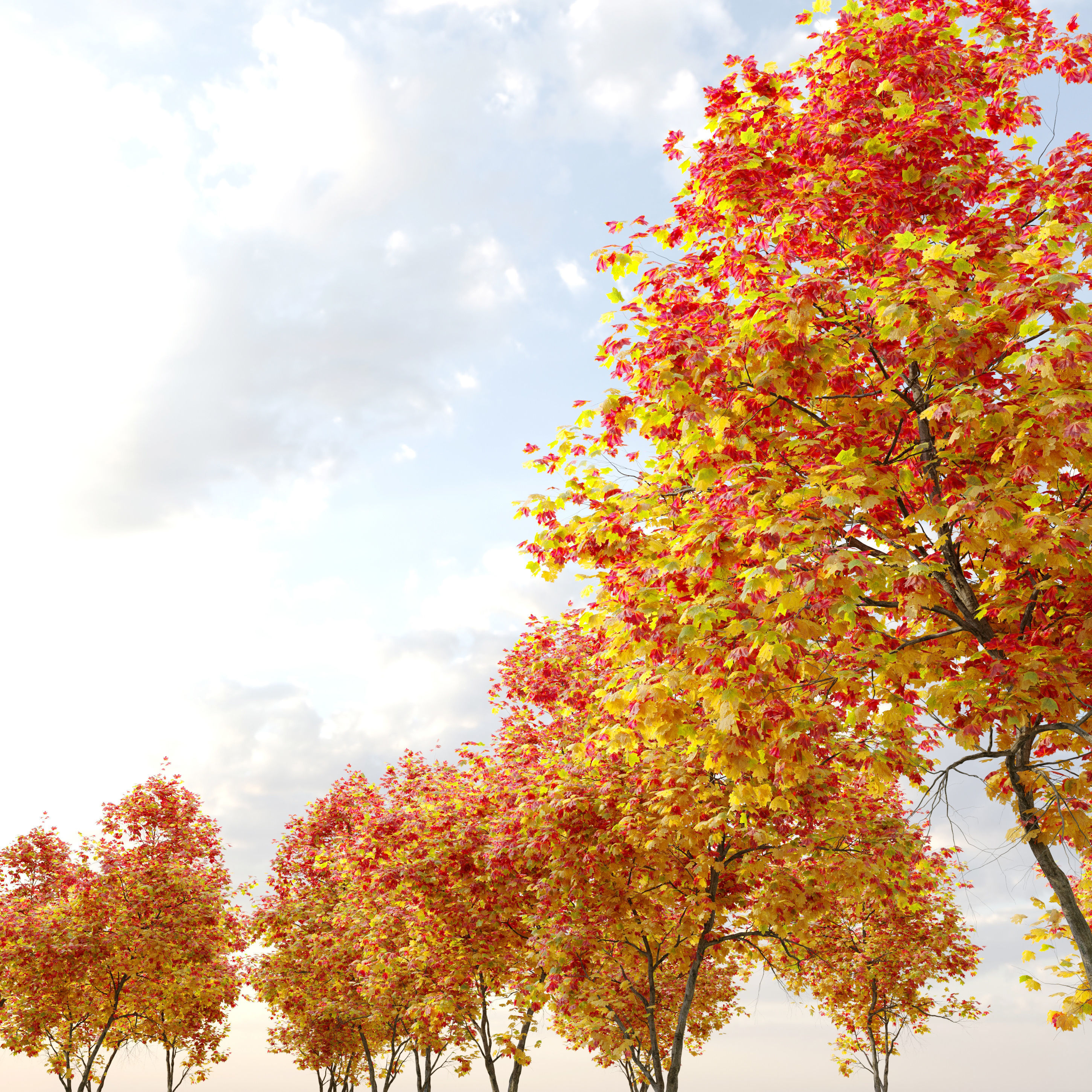 Autumn Acer cappadocicum 3D model_3
