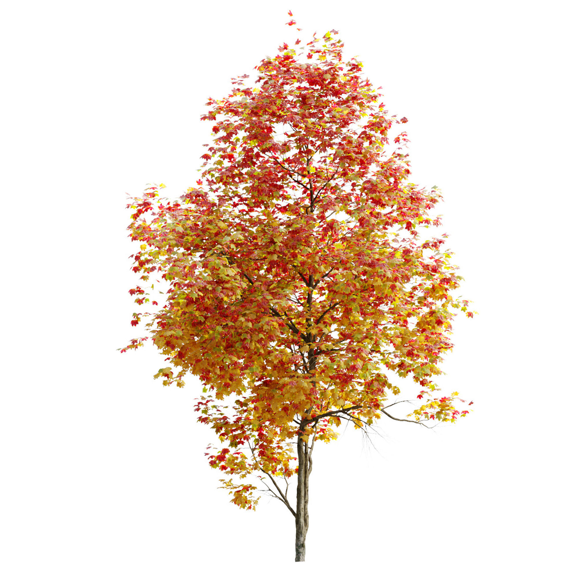 Autumn Acer cappadocicum 3D model_6