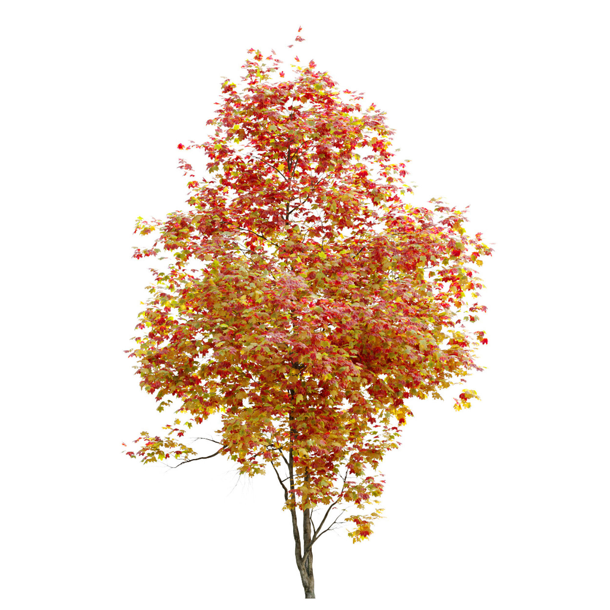 Autumn Acer cappadocicum 3D model_4