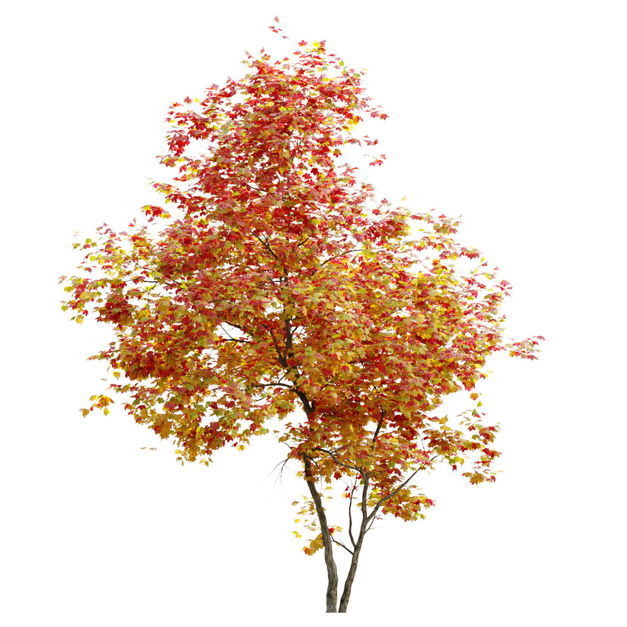 Autumn Acer cappadocicum 3D model_5