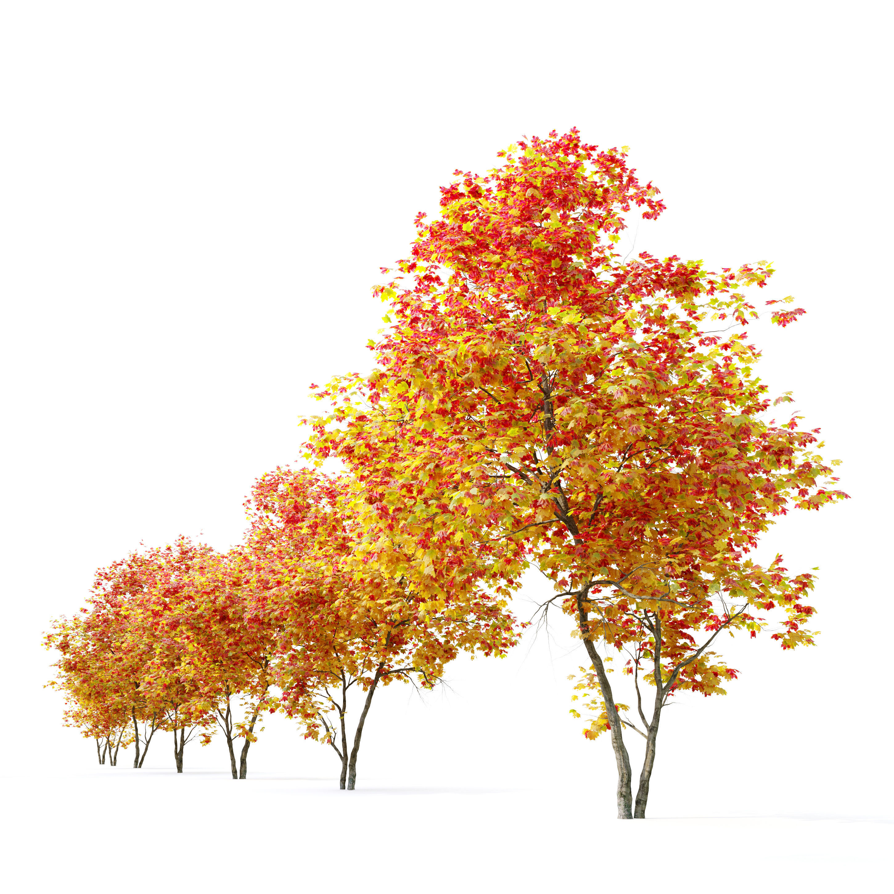 Autumn Acer cappadocicum 3D model_2