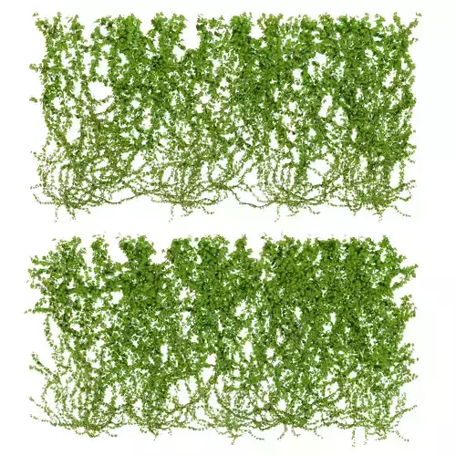  Wall of wild grapes leaves 2 products