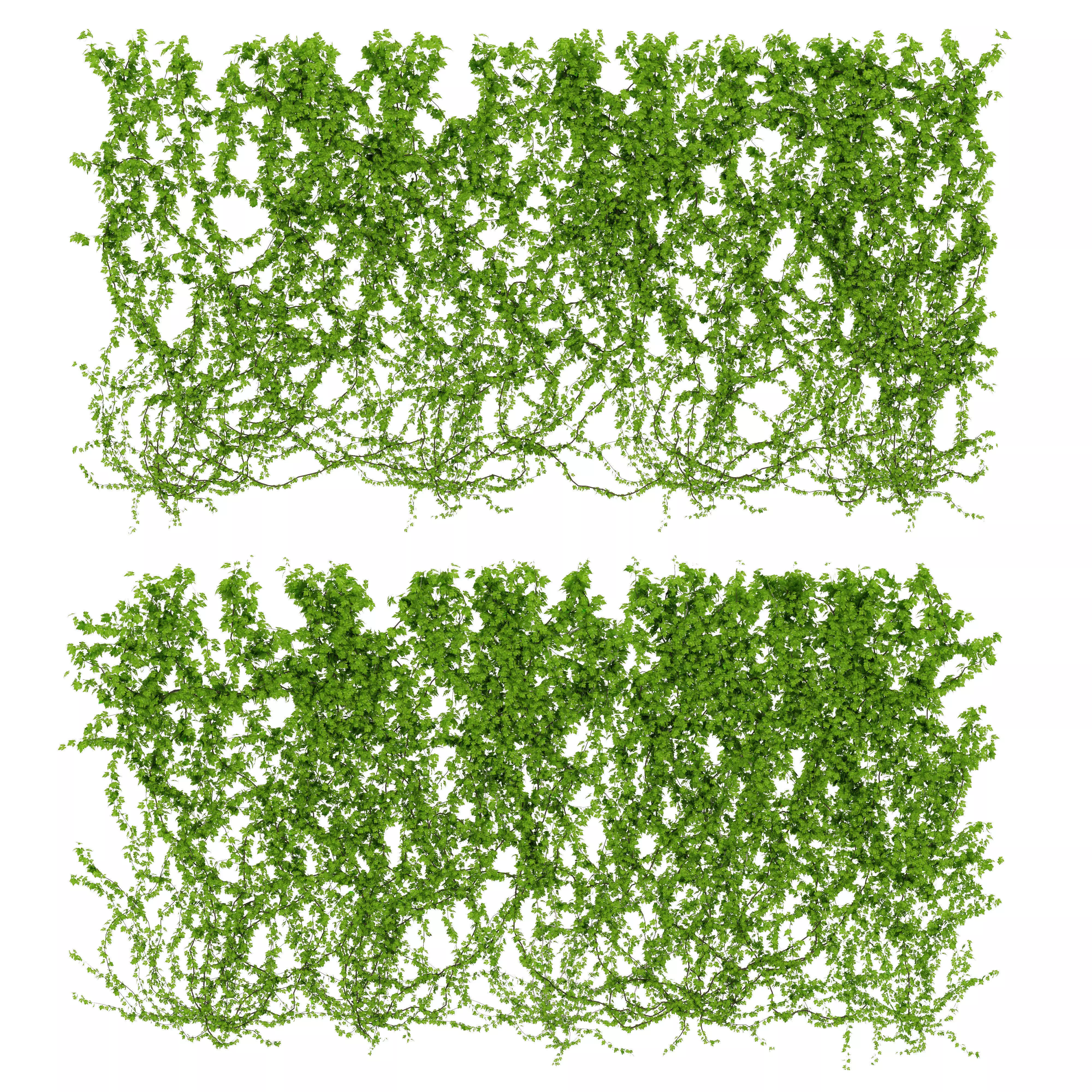  Wall of wild grapes leaves 2 products 3D model_0