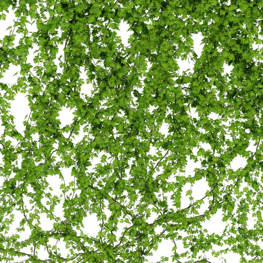  Wall of wild grapes leaves 2 products 3D model_1