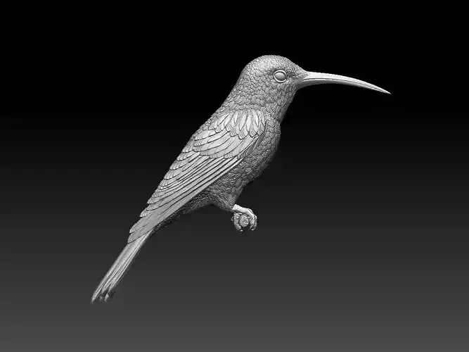 colibri humming bird 3D print model