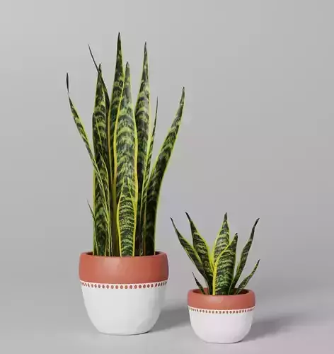Snake Plant Dracaena sansevieria in Boho pot planter 3D model