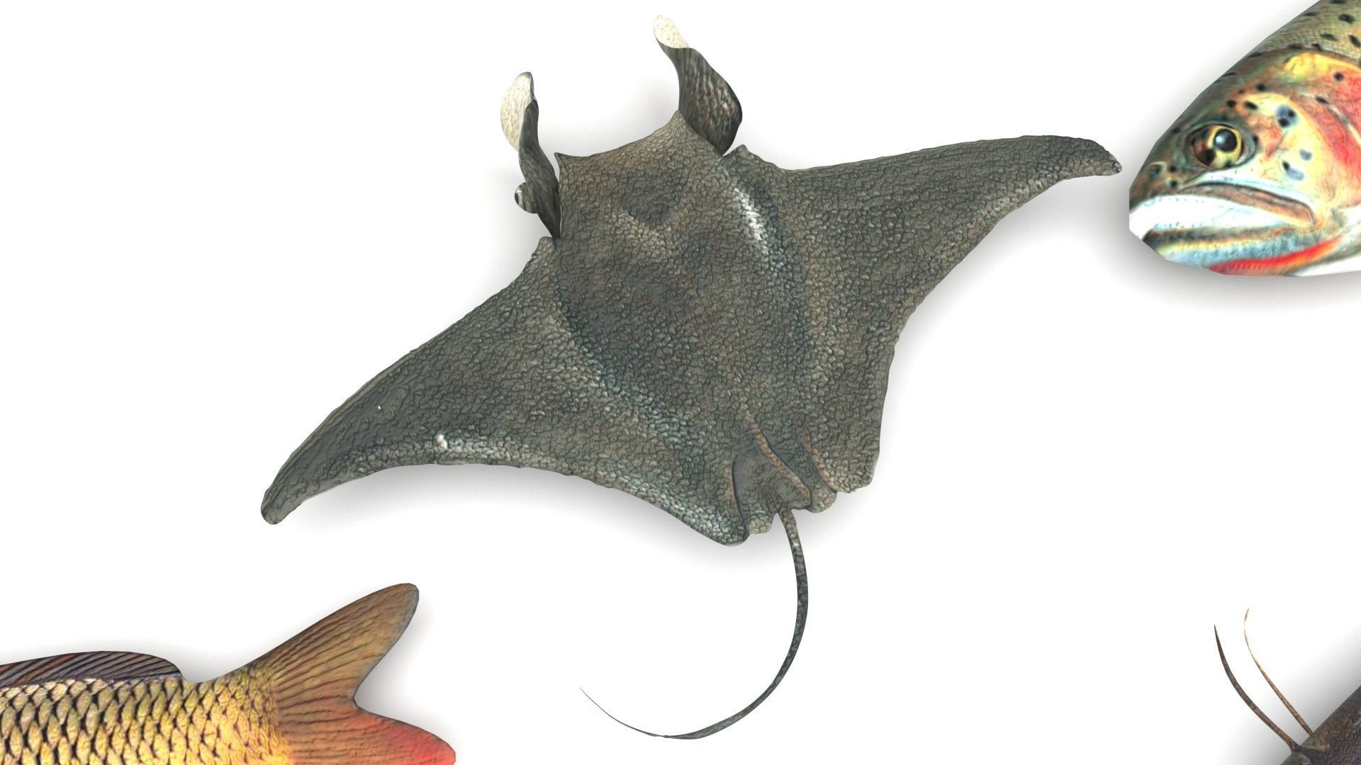 Fishes Set 3D model_7