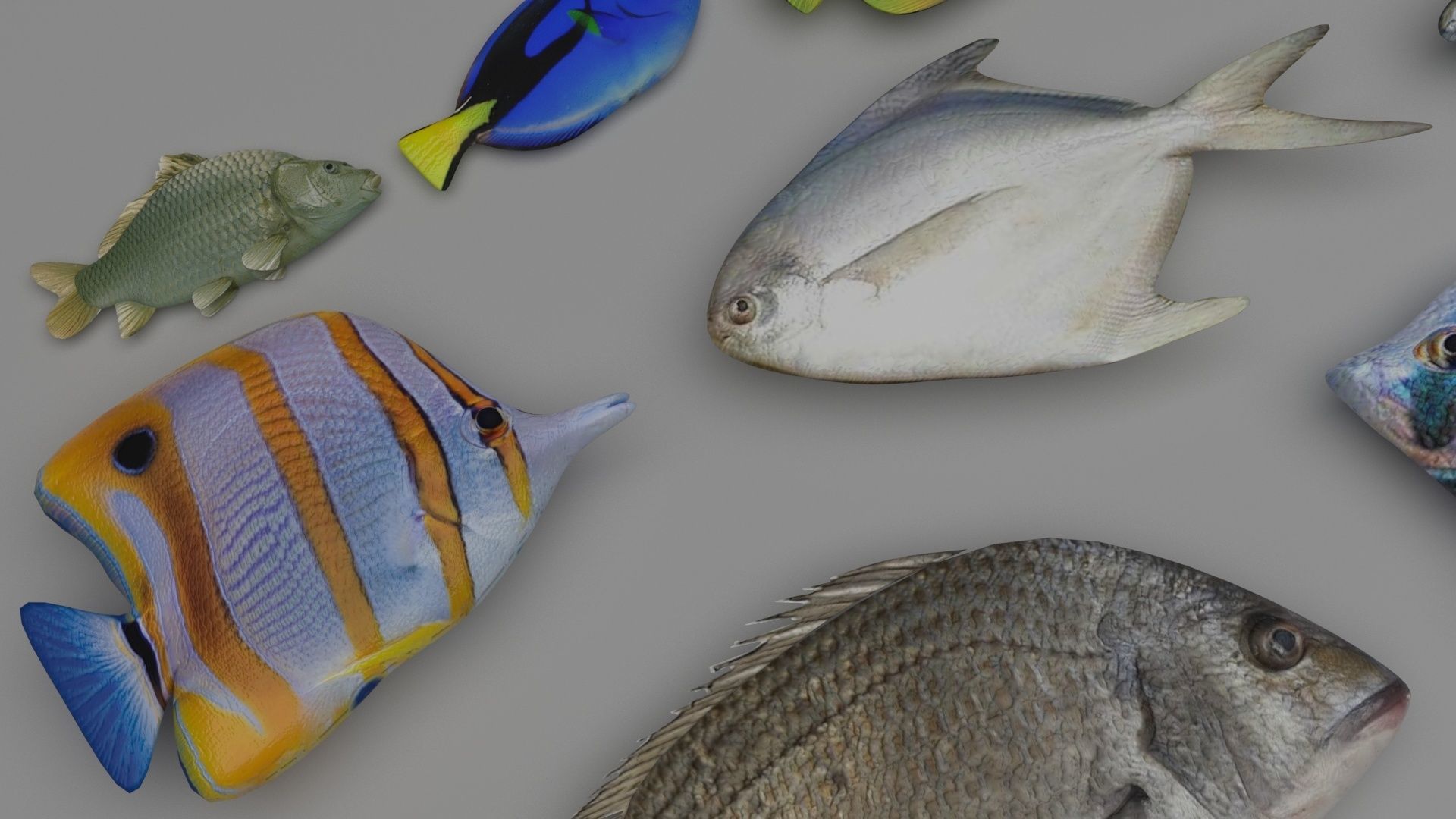 Fishes Set 3D model_10