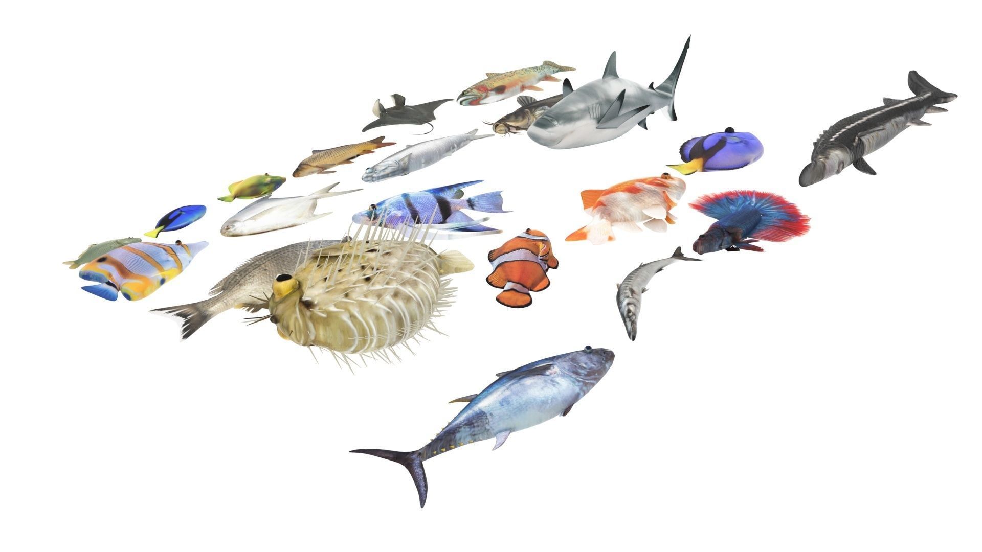 Fishes Set 3D model_27