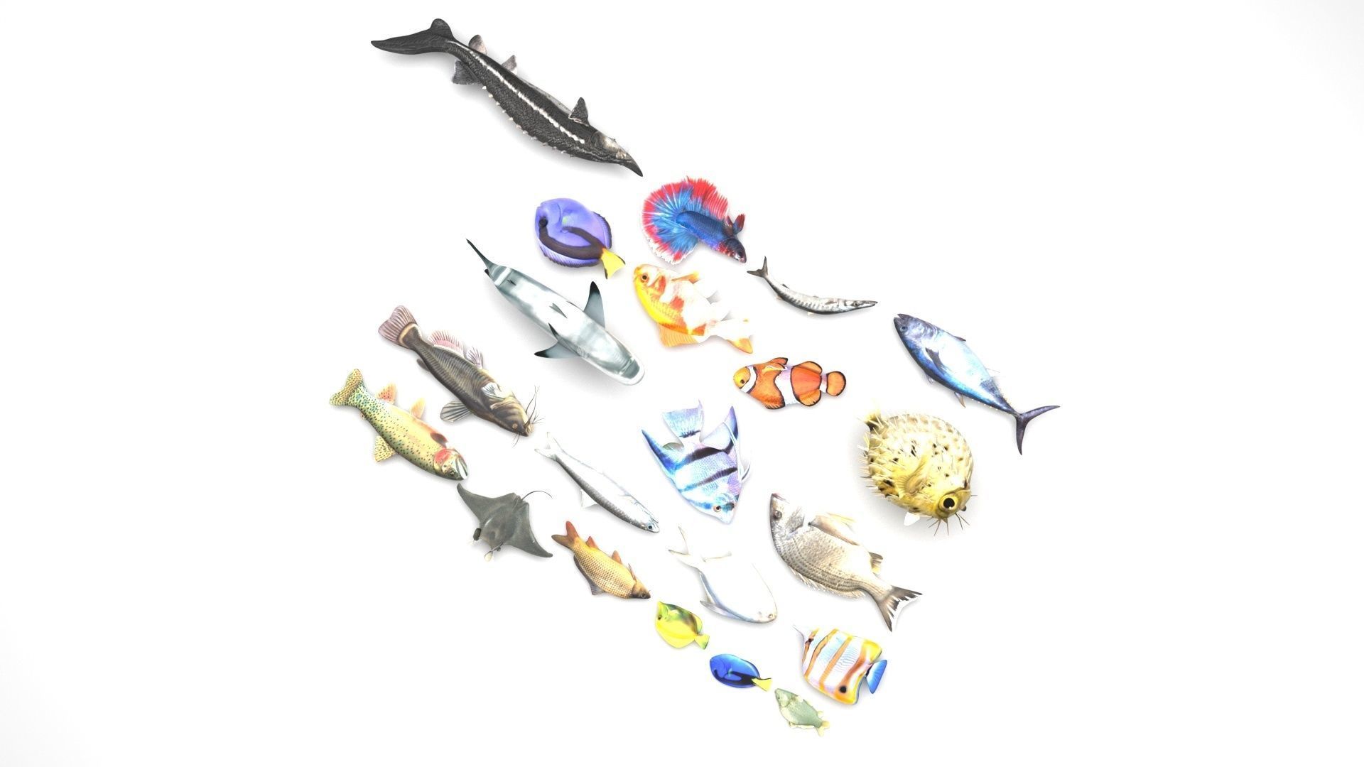 Fishes Set 3D model_3