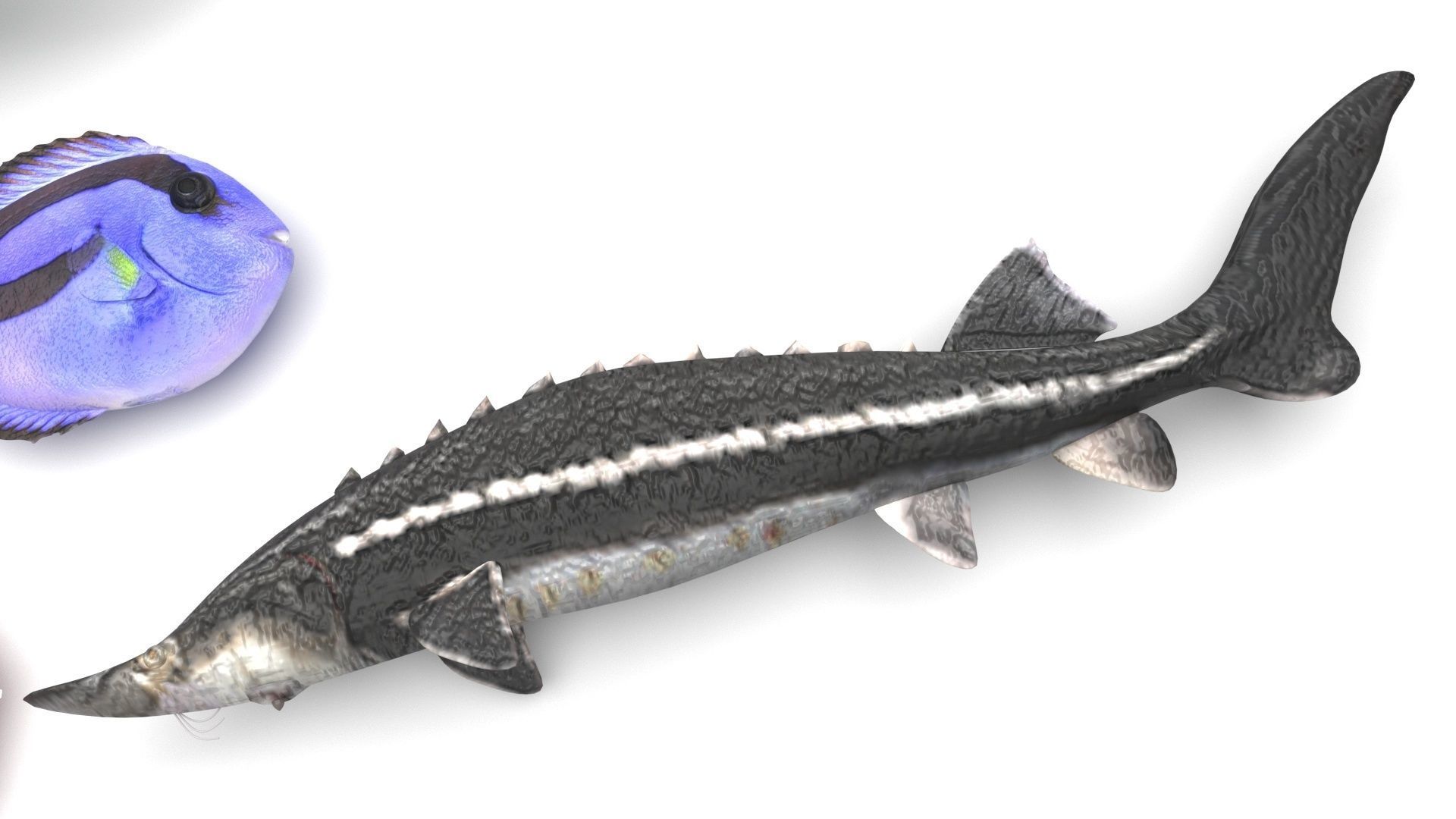 Fishes Set 3D model_23