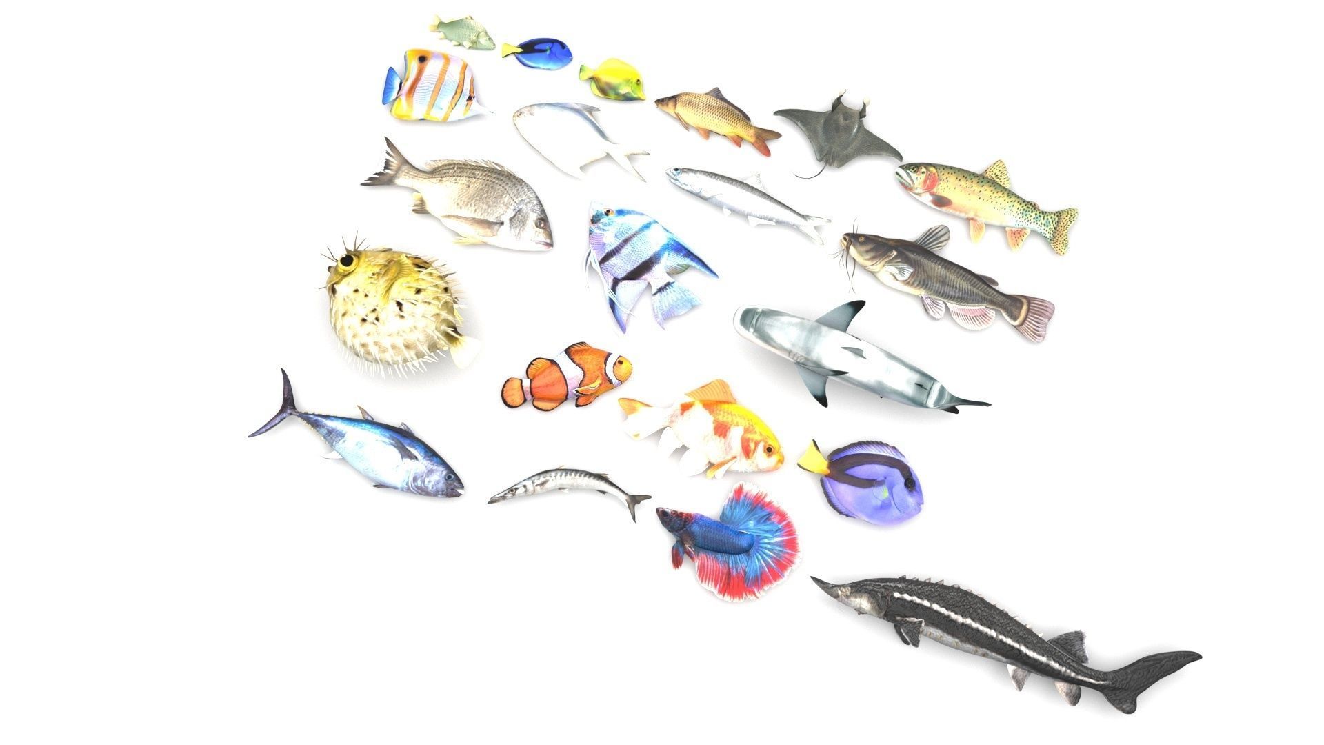 Fishes Set 3D model_1