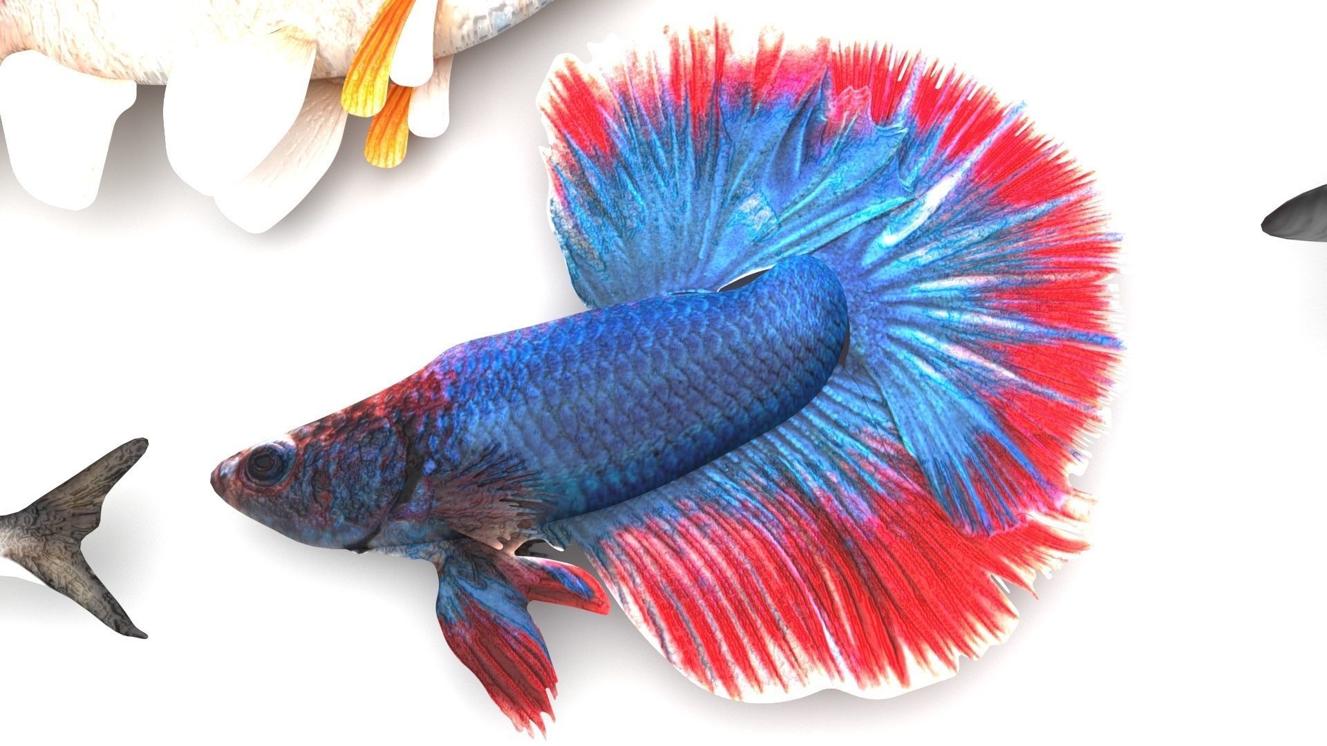 Fishes Set 3D model_22