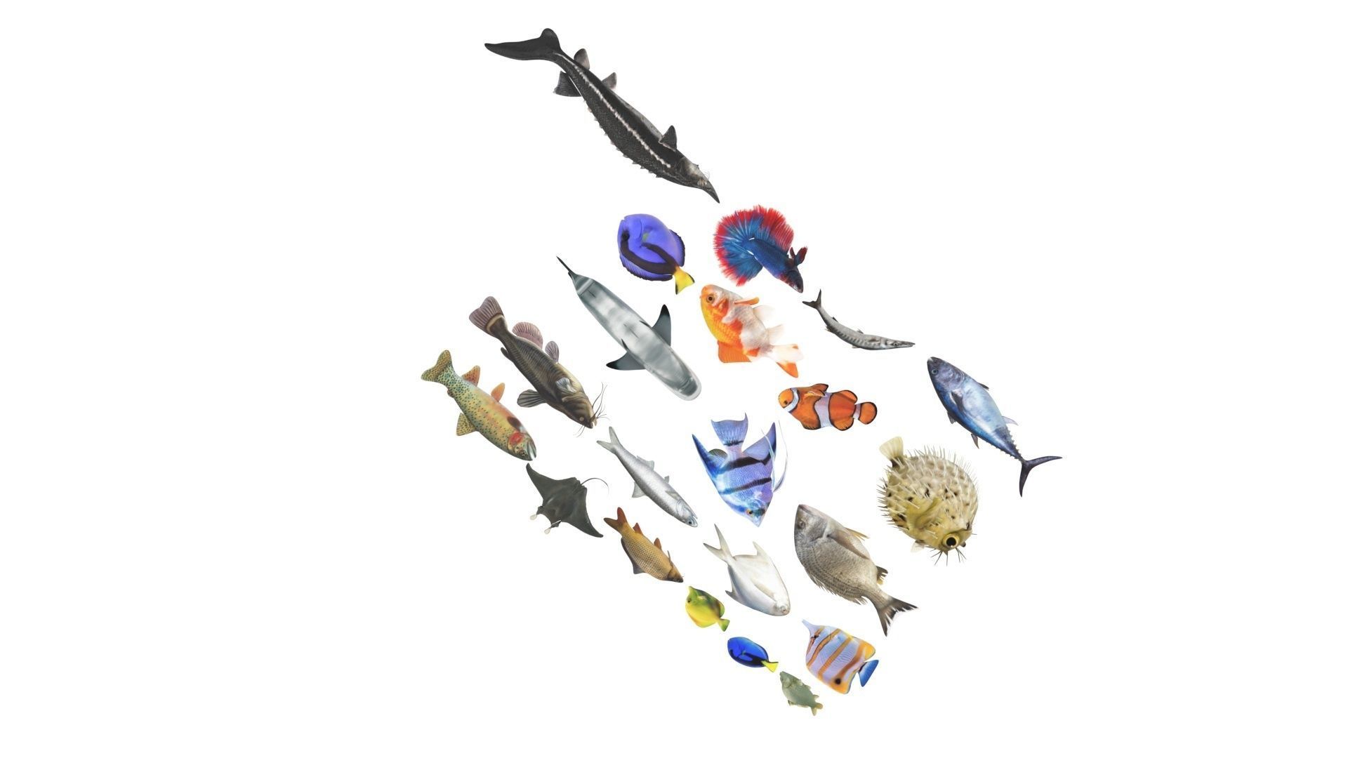 Fishes Set 3D model_30