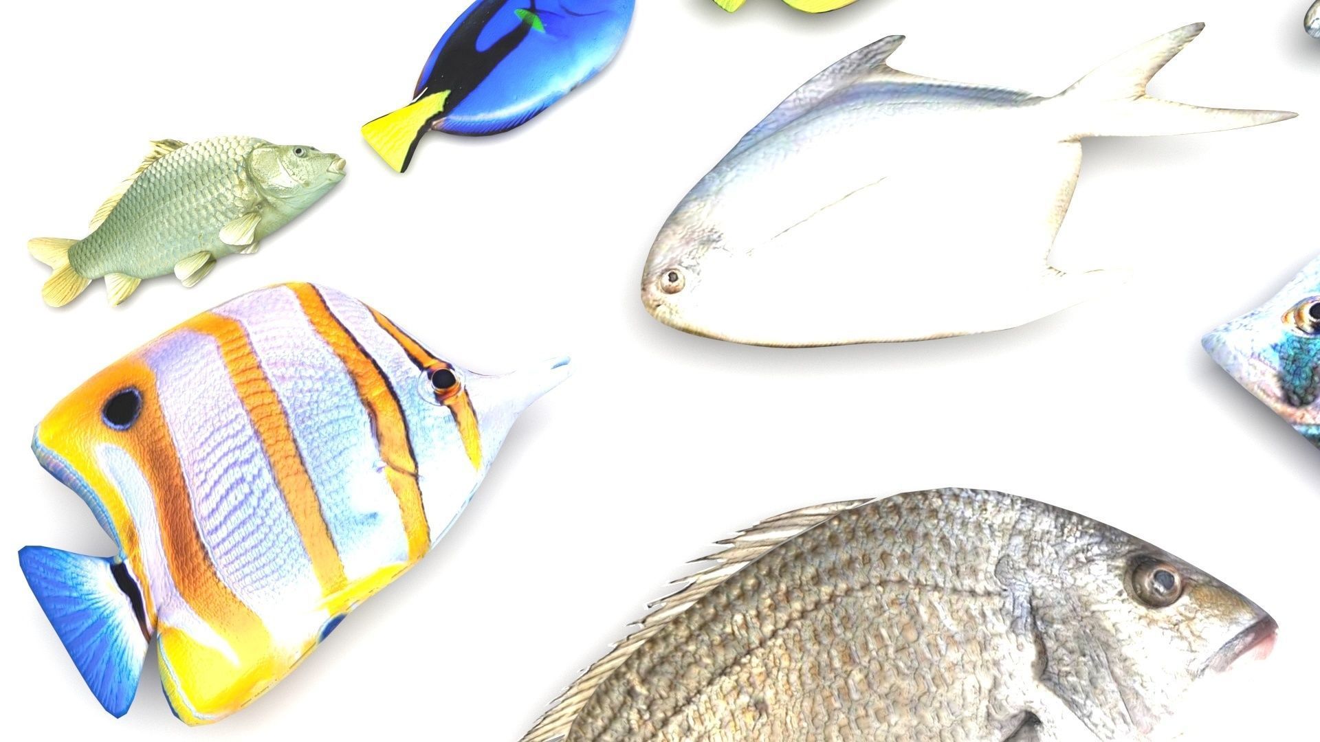 Fishes Set 3D model_9