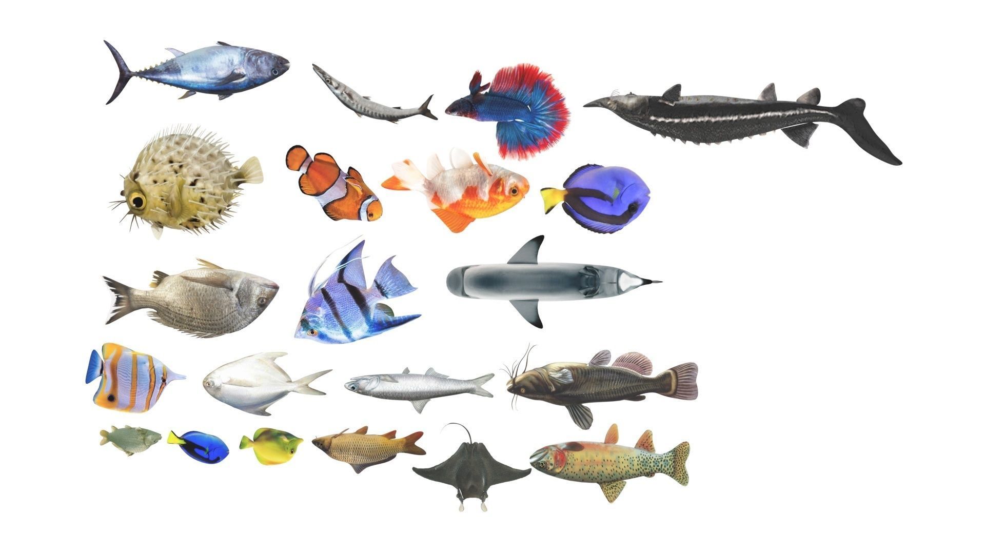Fishes Set 3D model_35
