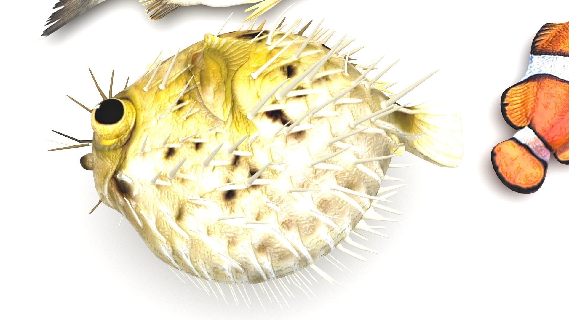 Fishes Set 3D model_17