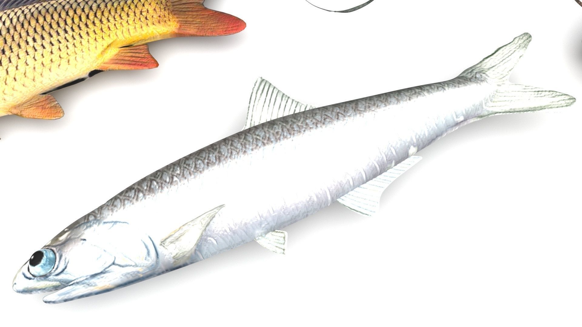 Fishes Set 3D model_12