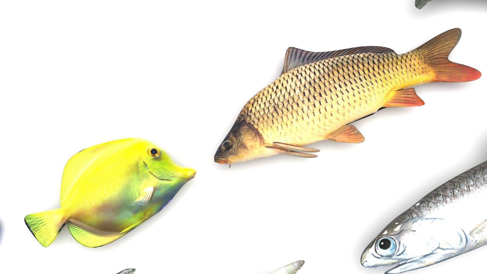 Fishes Set 3D model_6