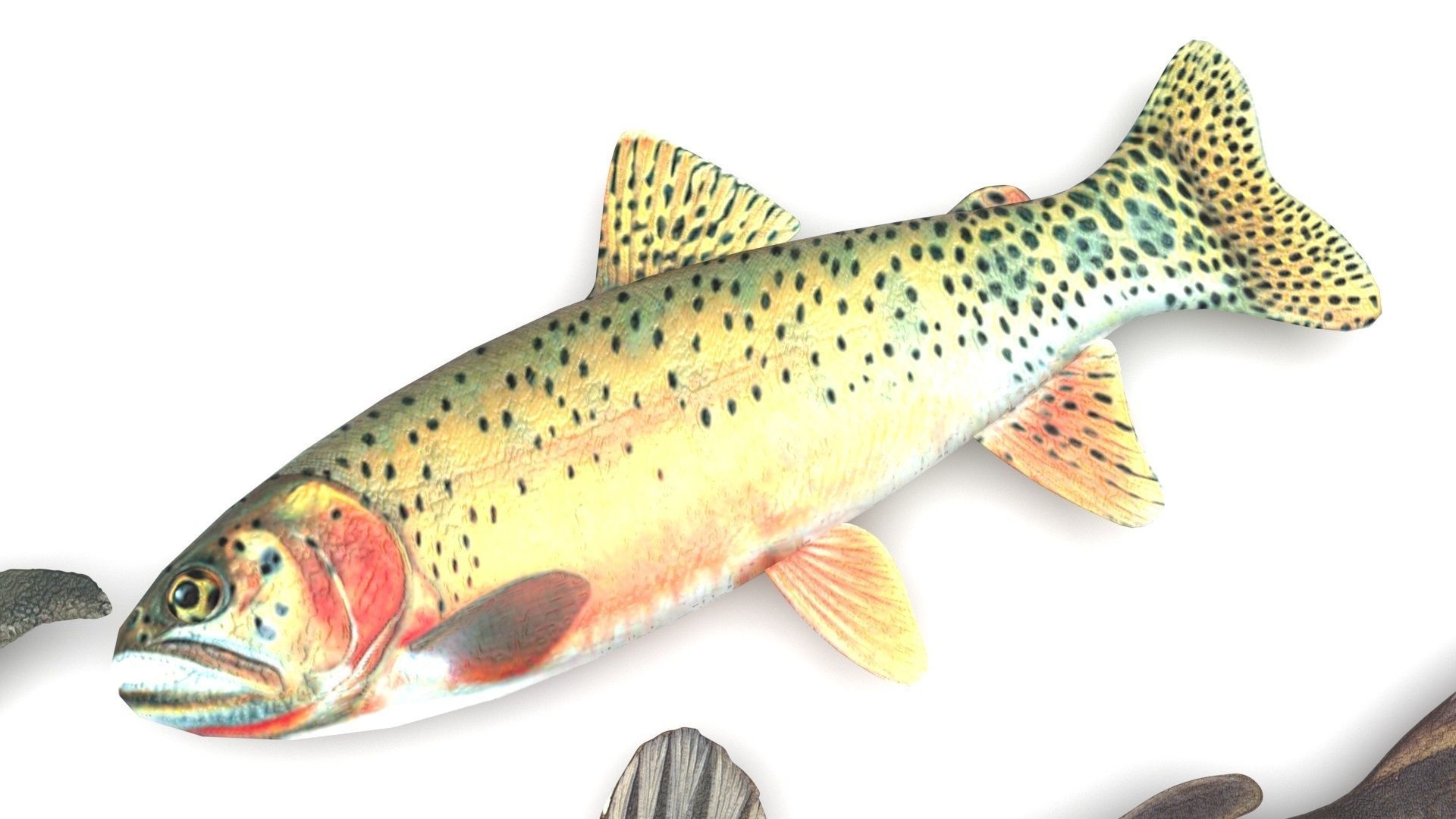 Fishes Set 3D model_8