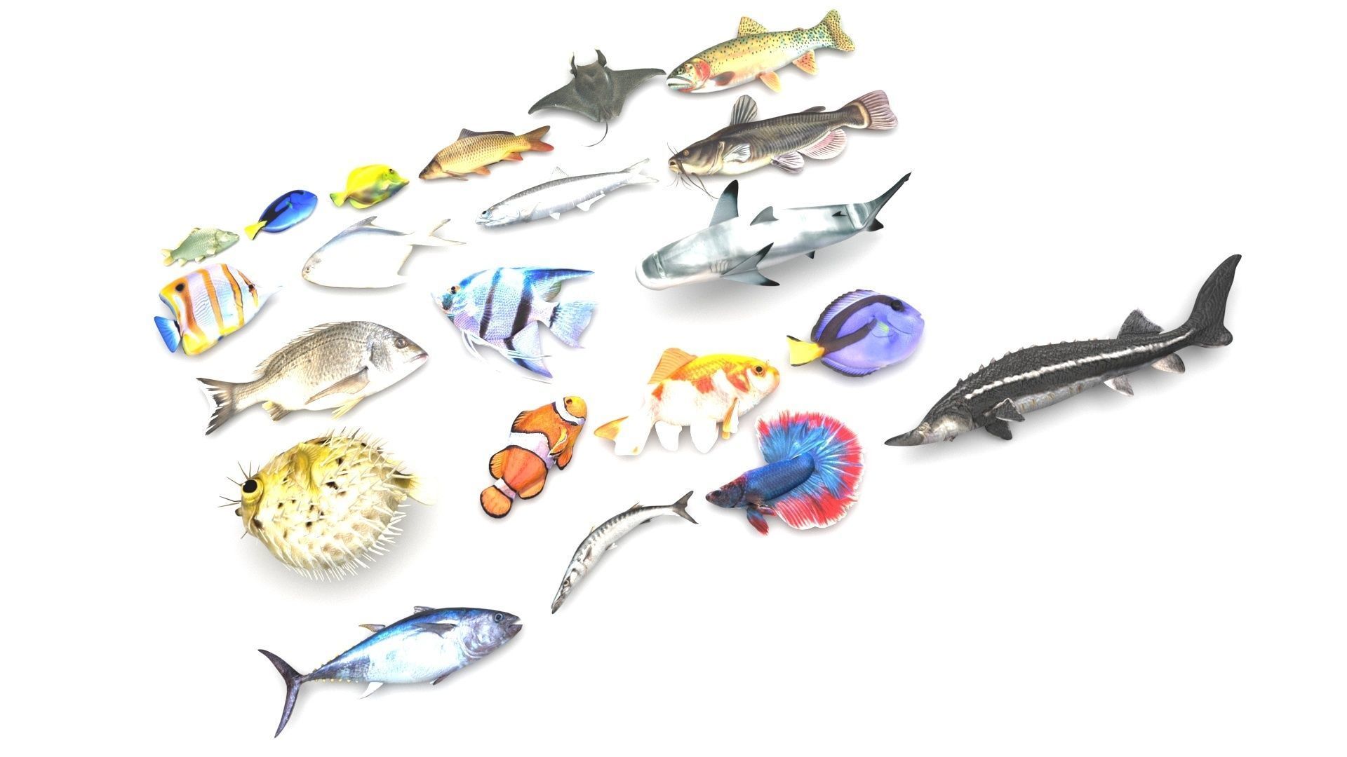 Fishes Set 3D model_24