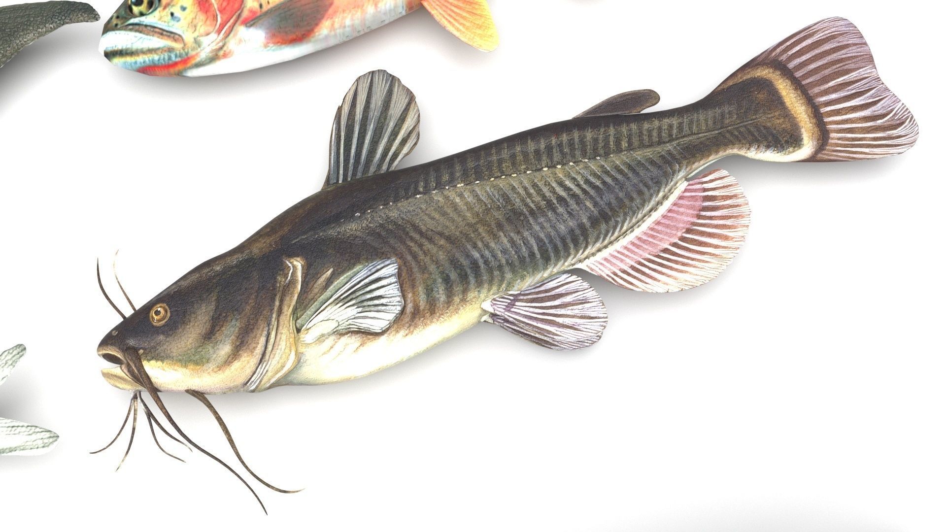 Fishes Set 3D model_13