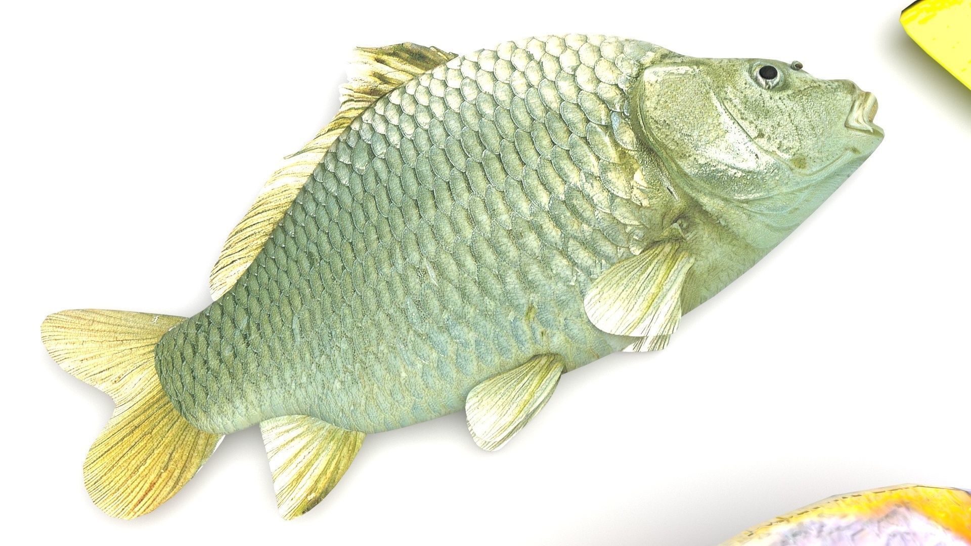 Fishes Set 3D model_4