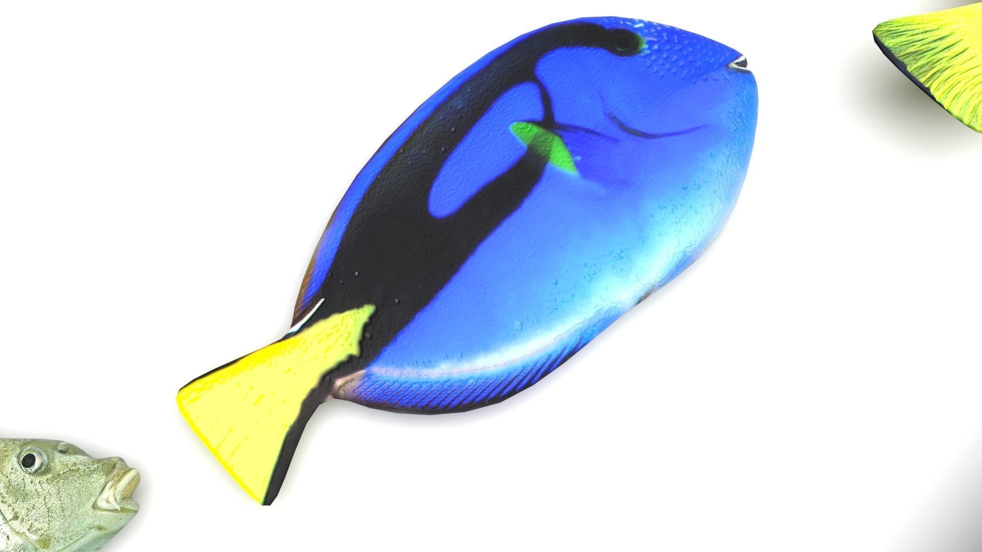 Fishes Set 3D model_5