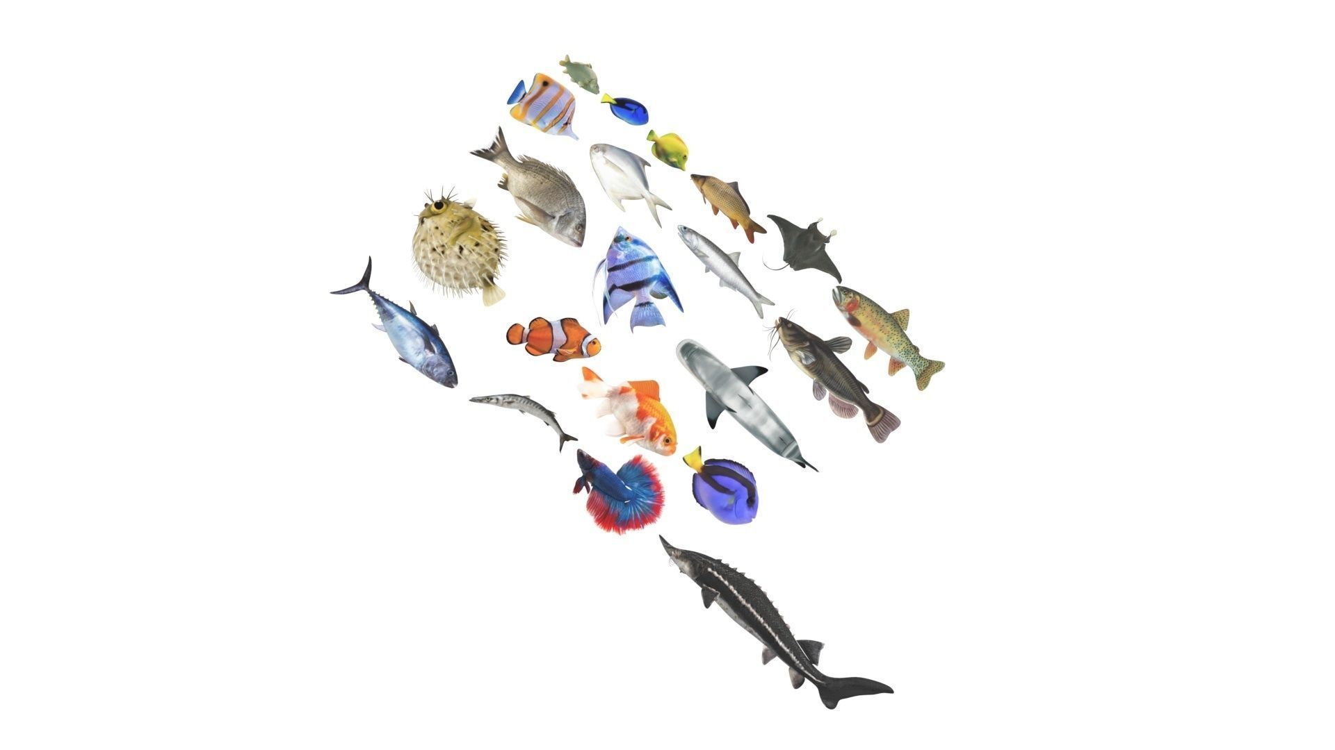 Fishes Set 3D model_28