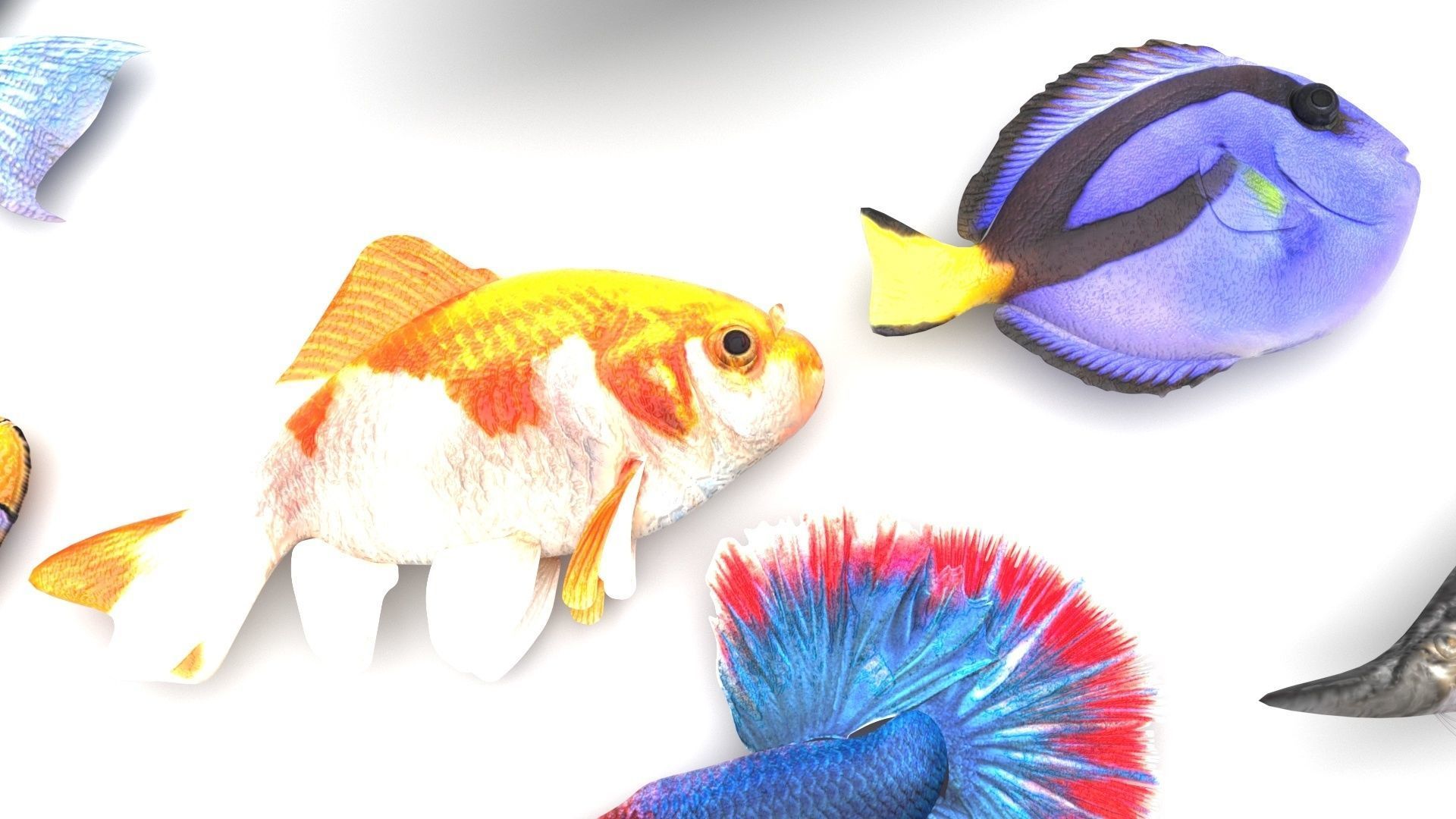 Fishes Set 3D model_19