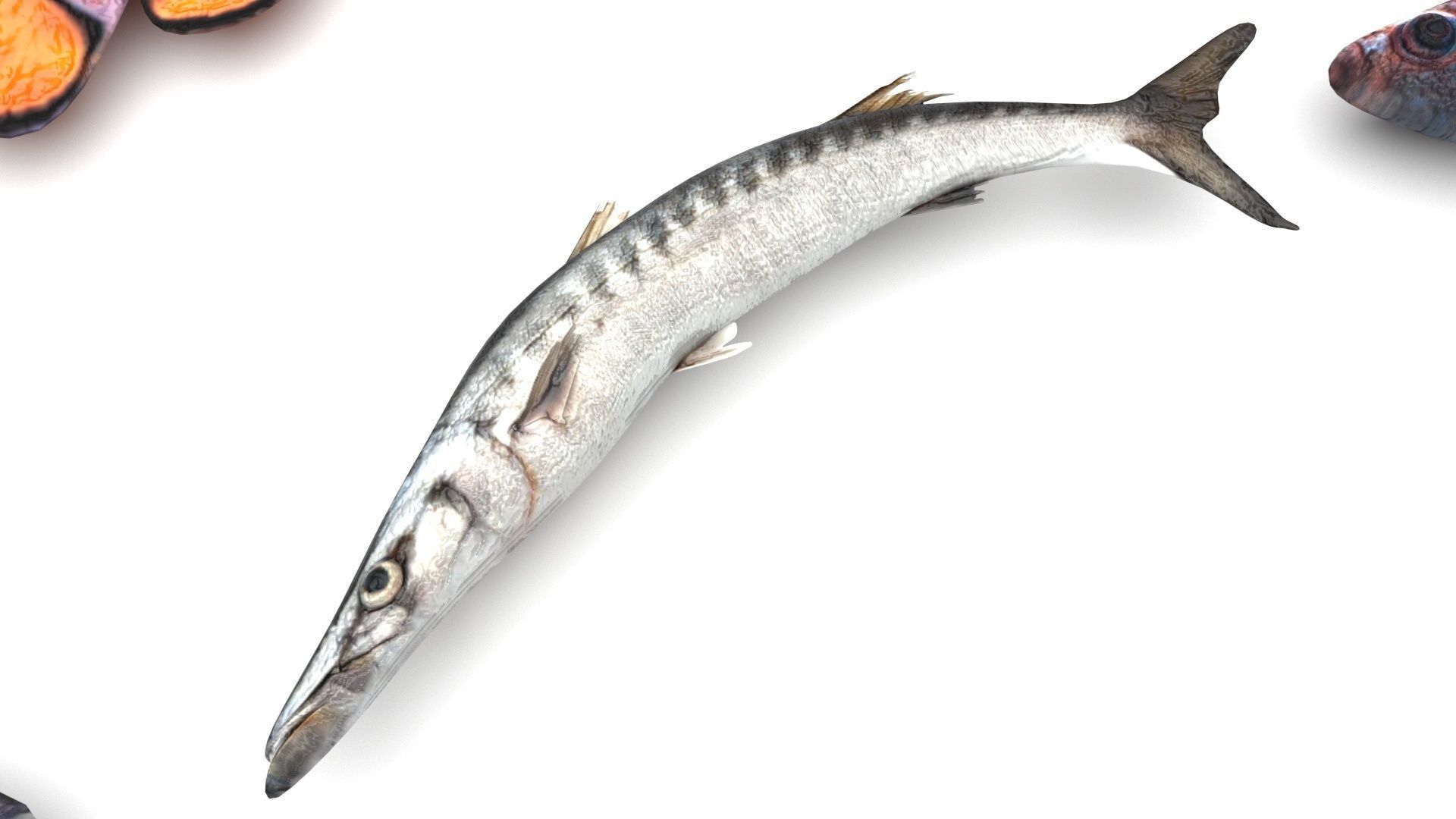 Fishes Set 3D model_21