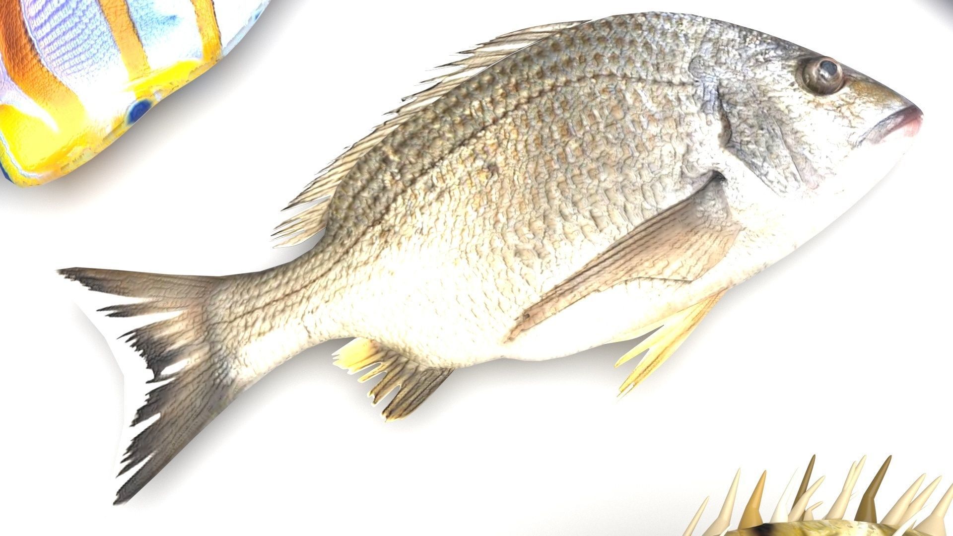 Fishes Set 3D model_14