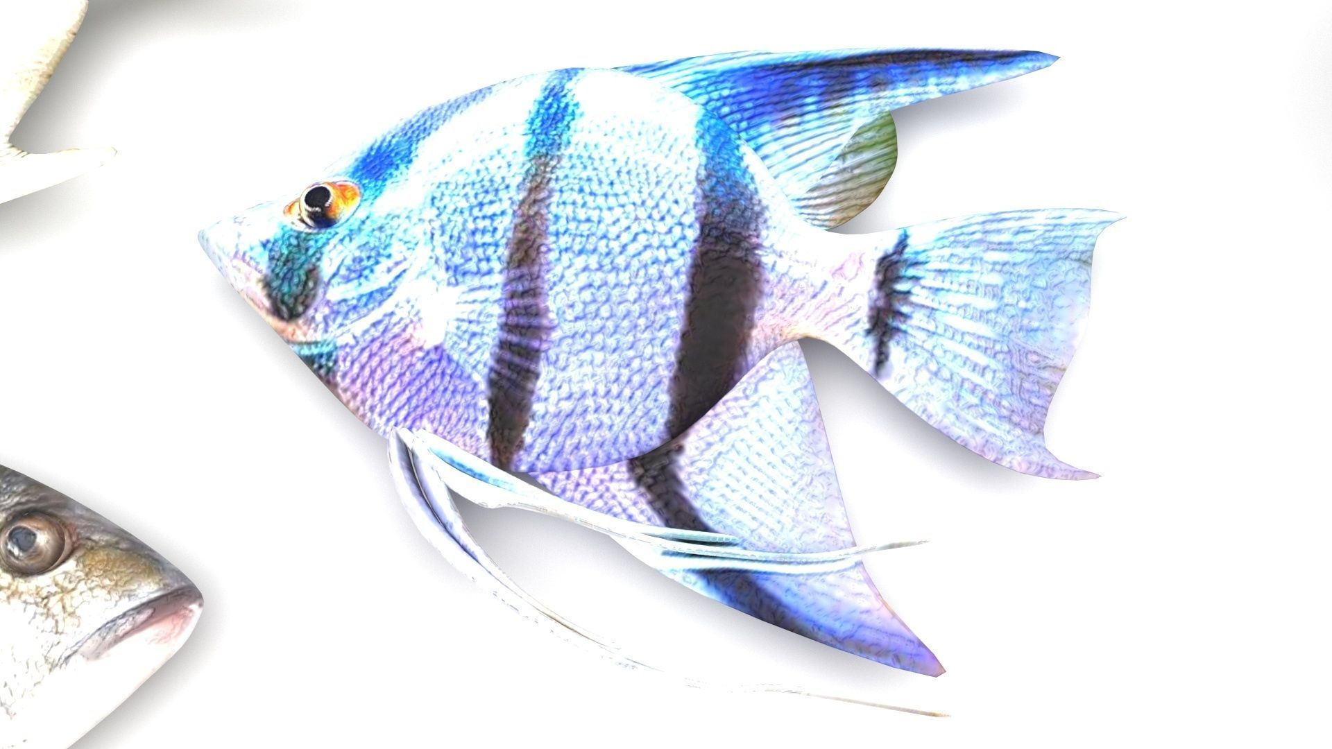 Fishes Set 3D model_15