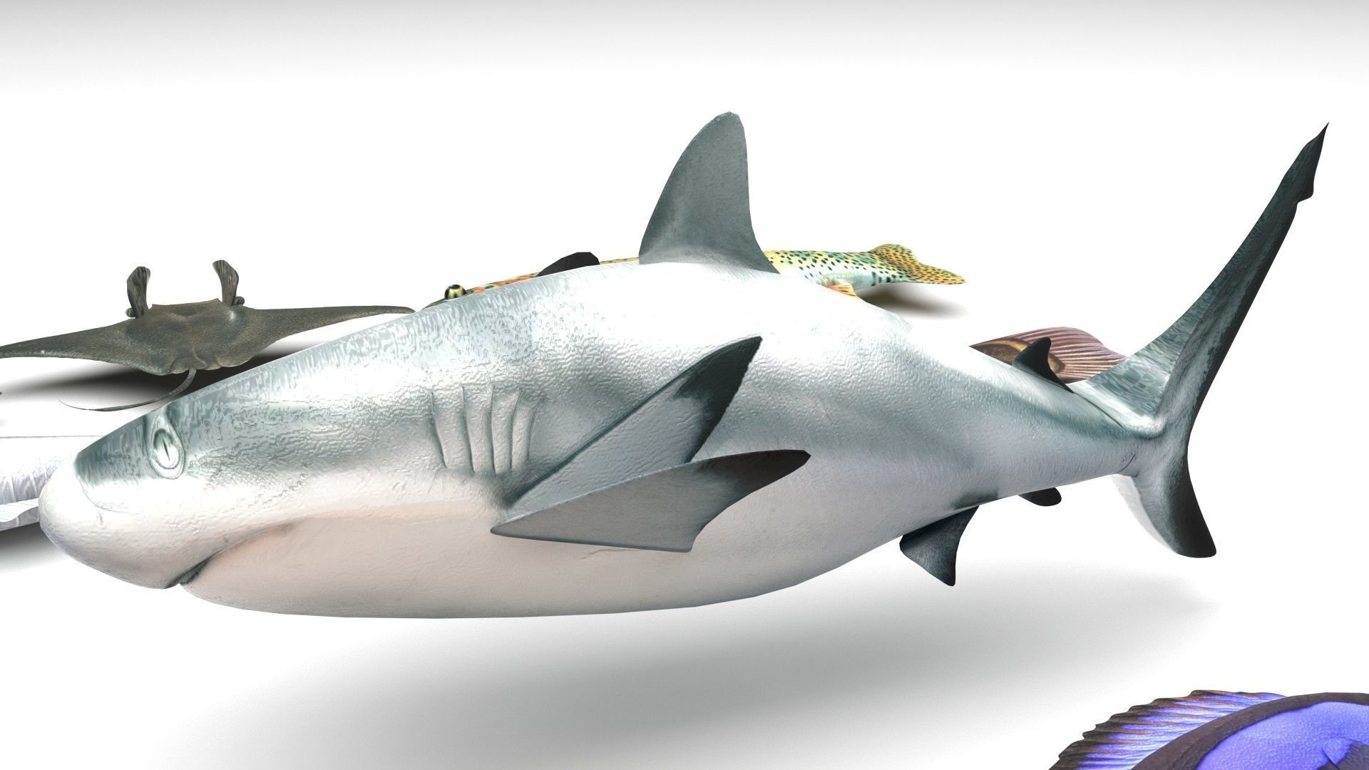 Fishes Set 3D model_16