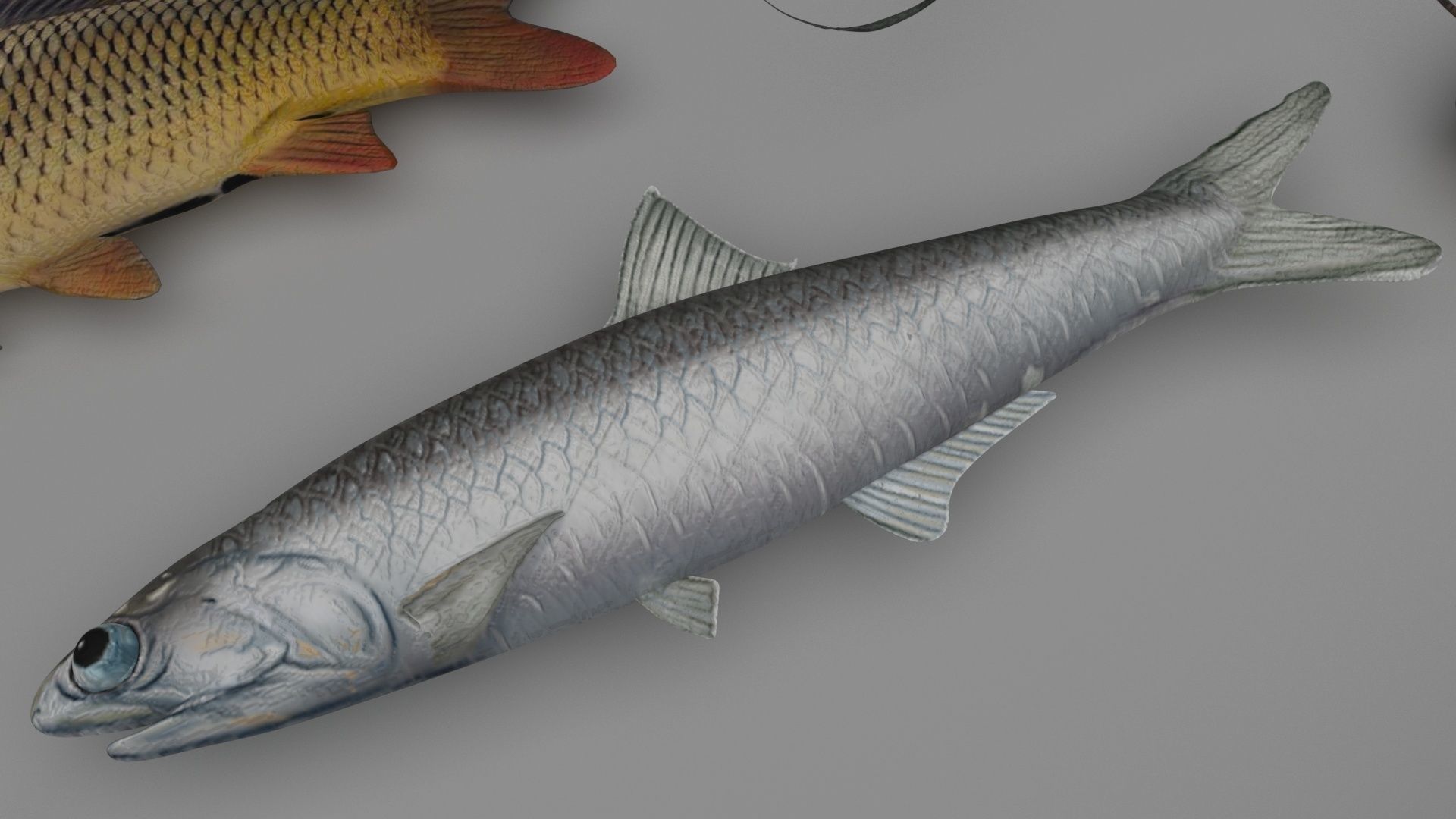 Fishes Set 3D model_11