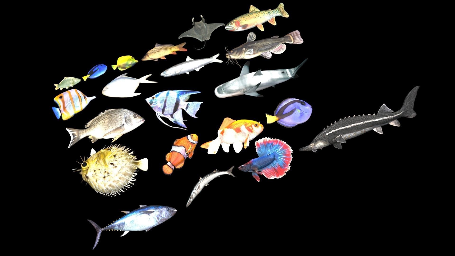 Fishes Set 3D model_26