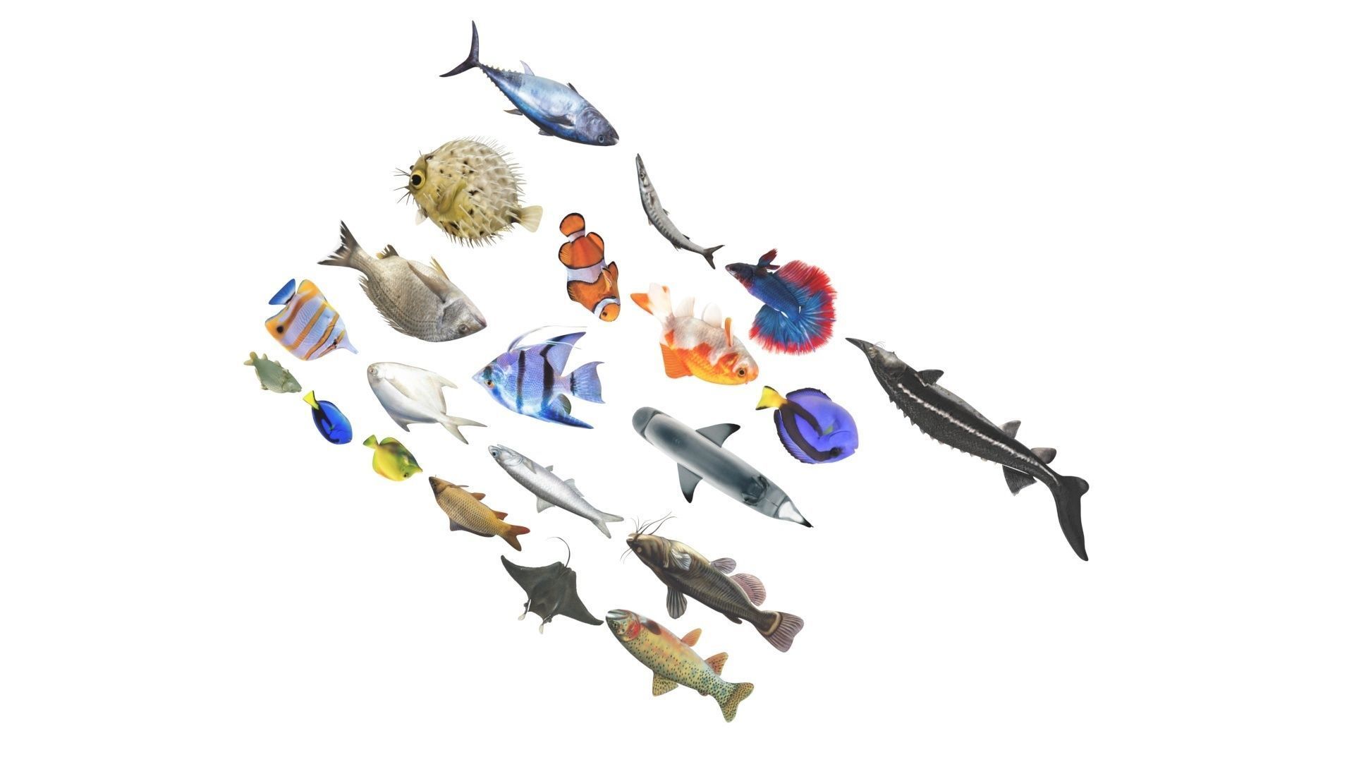 Fishes Set 3D model_31