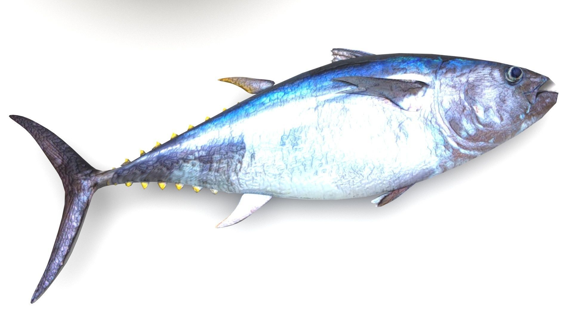 Fishes Set 3D model_20